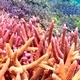 サンゴの夢の夢占い