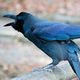 カラスの夢 - カラスとの関係の夢の夢占い カラスの夢 - カラスとの関係の夢の夢占い