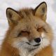 狐の夢 - 感情や狐の状況の夢の夢占い