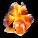 金魚の夢 - 金魚の行動の夢の夢占い