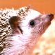 ハリネズミの夢 - 感情やハリネズミの状況の夢の夢占い ハリネズミの夢 - 感情やハリネズミの状況の夢の夢占い