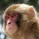 猿の夢・チンパンジーの夢の夢占い 猿の夢・チンパンジーの夢の夢占い