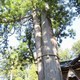 御神木の夢 御神木の夢