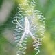 蜘蛛の夢の夢占い 蜘蛛の夢の夢占い