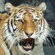 虎の夢 - 感情や虎の状況の夢の夢占い