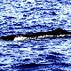 クジラの夢 - クジラとの関係の夢の夢占い
