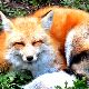 狐の夢 - 狐の行動の夢の夢占い
