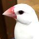 文鳥の夢 - 感情や文鳥の状況の夢の夢占い