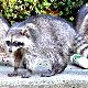 アライグマの夢の夢占い