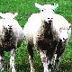 羊の夢 - 感情や羊の状況の夢の夢占い