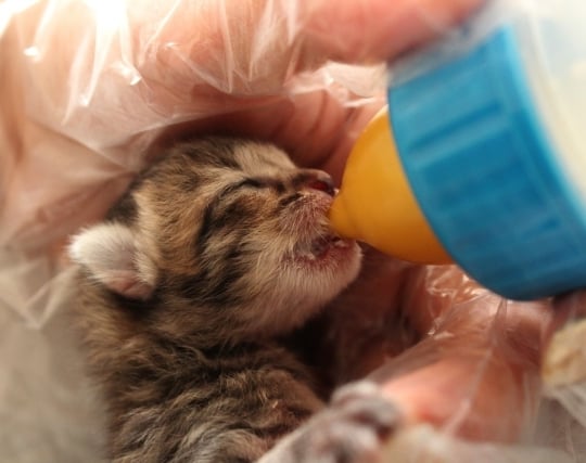 動物の夢の夢占い ゆめの夢占い