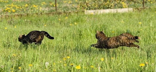 動物の本能とは何かとその例 - 動物の本能とは何ですか