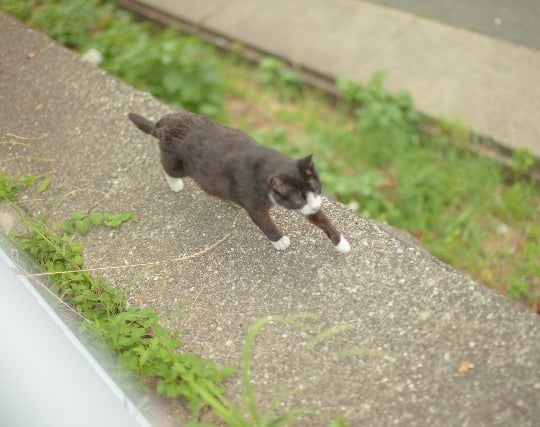 猫に追われる夢 猫に追われる夢