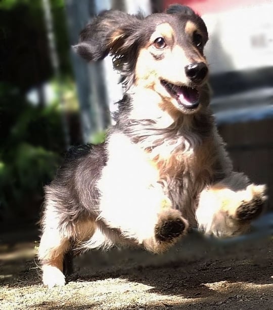 <strong>犬</strong>に追われる夢 <strong>犬</strong>に追われる夢
