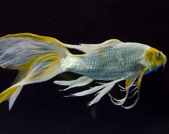 綺麗な魚が現れる夢 綺麗な魚が現れる夢
