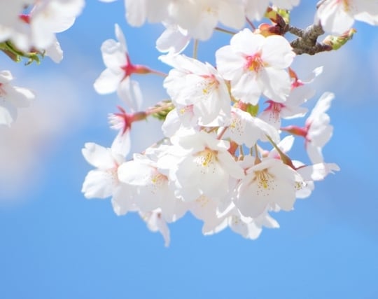 桜の花の夢