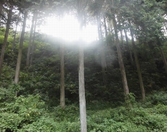 綺麗な虫の音を聞く夢 綺麗な虫の音を聞く夢