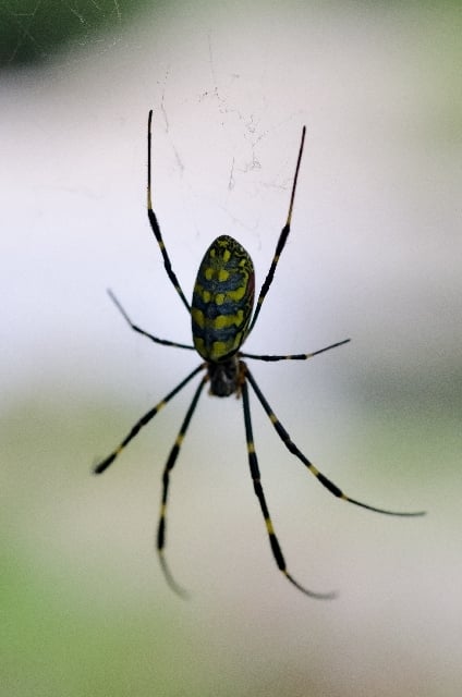 蜘蛛を殺す夢 蜘蛛を殺す夢
