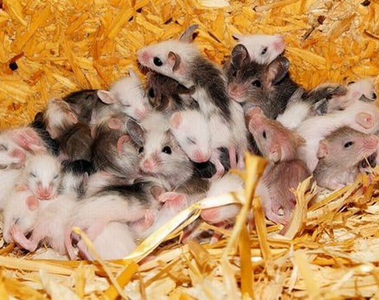 たくさんのネズミの夢
