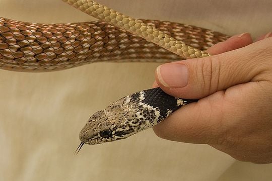 蛇を捕まえる夢 蛇を捕まえる夢