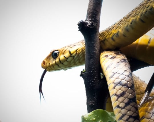 蛇が舌を出す夢