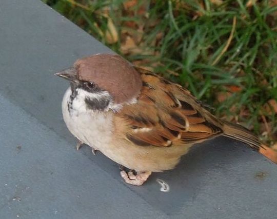 <strong>鳥</strong>が障害者になる夢