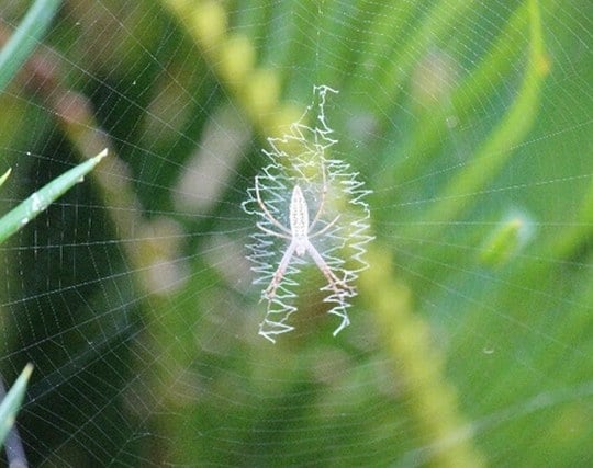 白い蜘蛛の夢