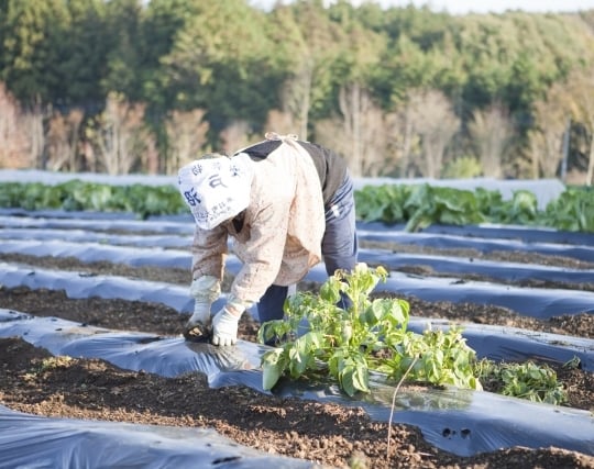 畑で野菜を収穫する夢 畑で野菜を収穫する夢