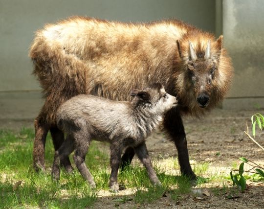 カモシカが<strong>出産</strong>する夢