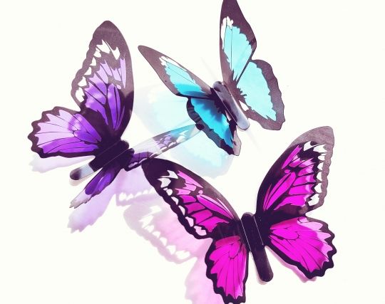 カラフルな蝶の夢