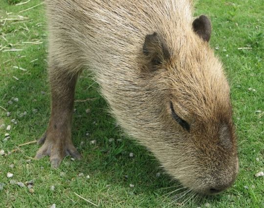 カピバラになる夢