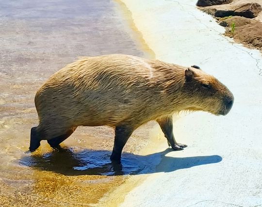 カピバラを<strong>追いかける</strong>夢