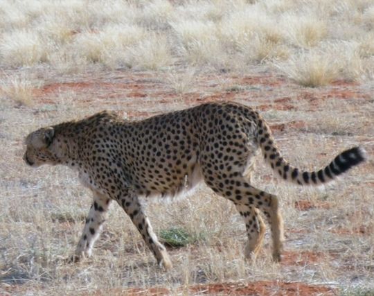 チーターを追いかける夢