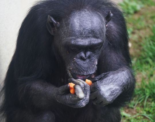 チンパンジーを<strong>飼う</strong>夢