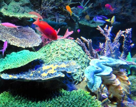 サンゴと仲良くする夢
