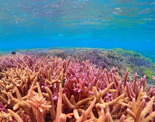 サンゴをかわいがる夢