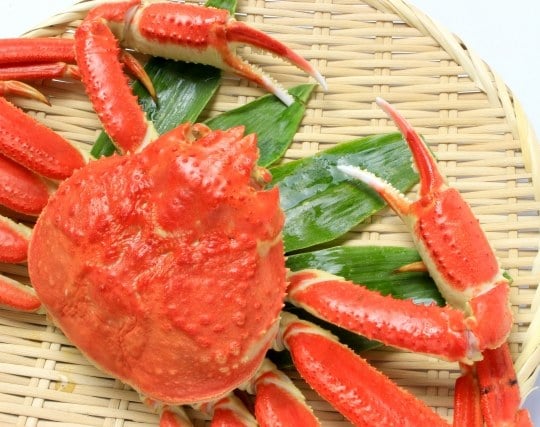 蟹のハサミに挟まれる夢 蟹のハサミに挟まれる夢
