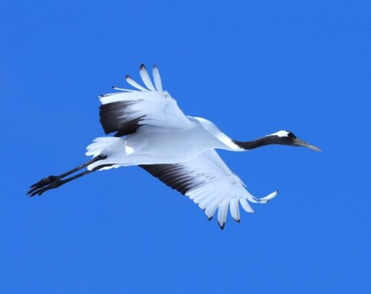 鶴が大<strong>空</strong>を羽ばたく夢