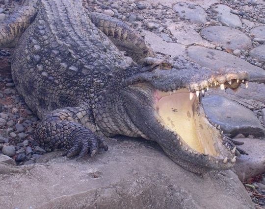 ワニが事故を起こす夢