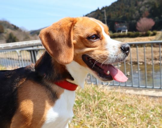 犬の夢 犬との関係の夢の夢占い 夢の夢占い