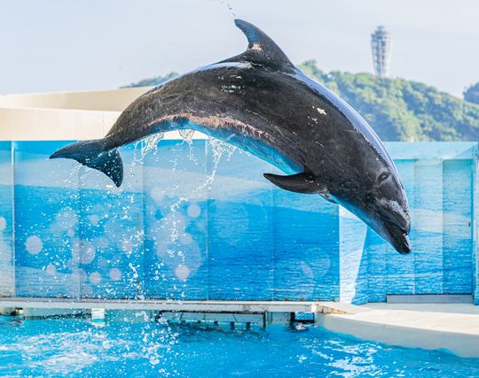 イルカの夢の夢占い 夢の夢占い