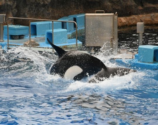 シャチが失敗する夢