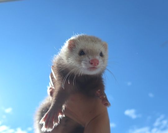 フェレットが飛ぶ夢