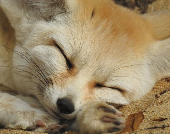 狐を飼う夢