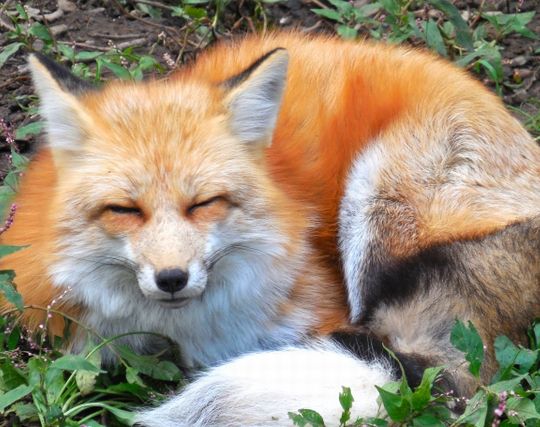 狐が笑う夢