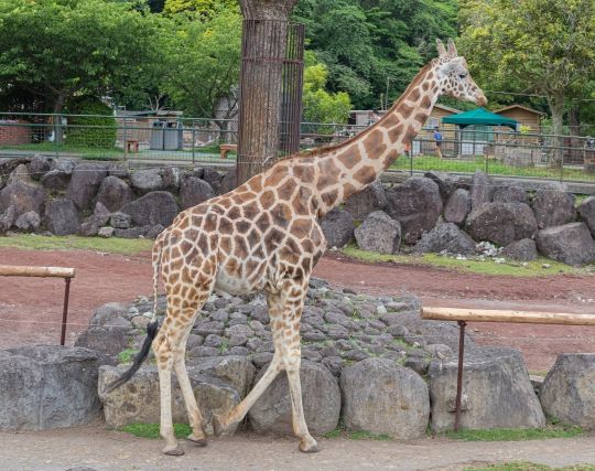 キリンが歩く夢