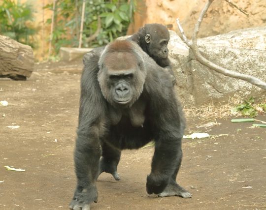 ゴリラが<strong>歩く</strong>夢