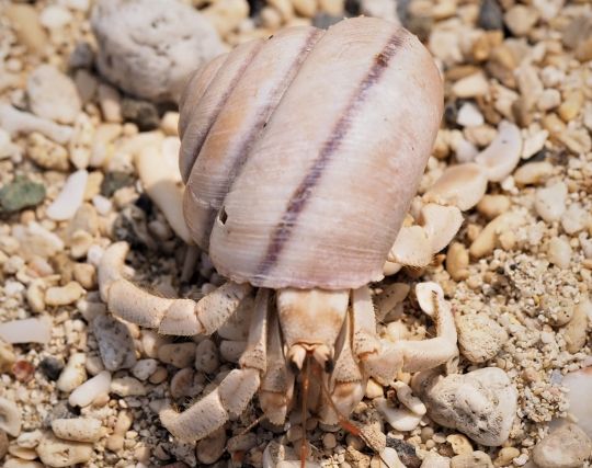 ヤドカリが歩く夢