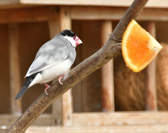 文鳥に逃げられる夢