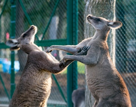 カンガルーの夢の夢占い ゆめの夢占い